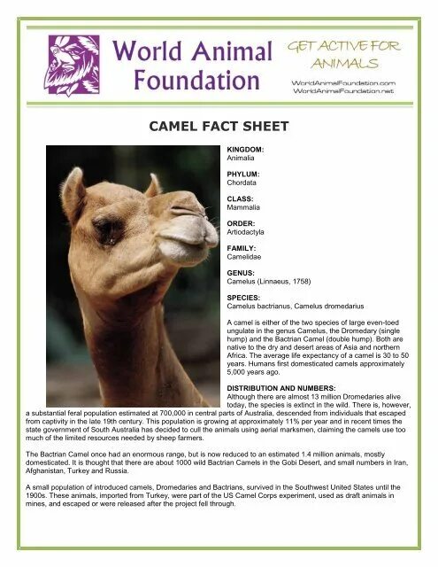 Камель net. Camel facts Unit 1. Look at the Camel facts. Unit 1. How much does Camel weigh.