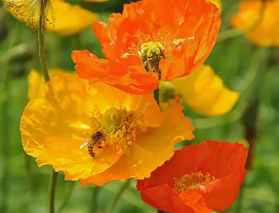 Yellow Poppies Agita Leimane Yellow flowers, Real wedding flowers, Flowers