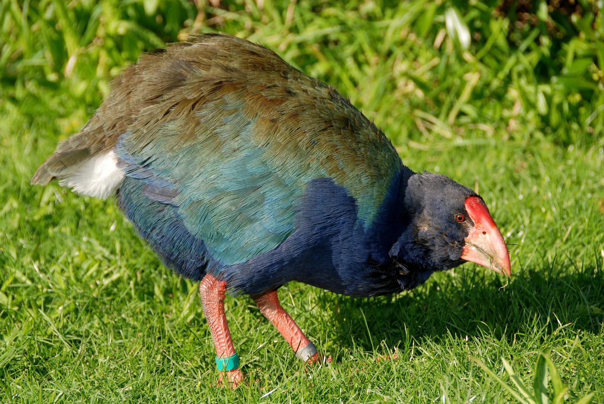 Такахе. Такахе птица новая зеландия. Такахе птенец. Пастушок такахе. Новозеландская птица такахе.