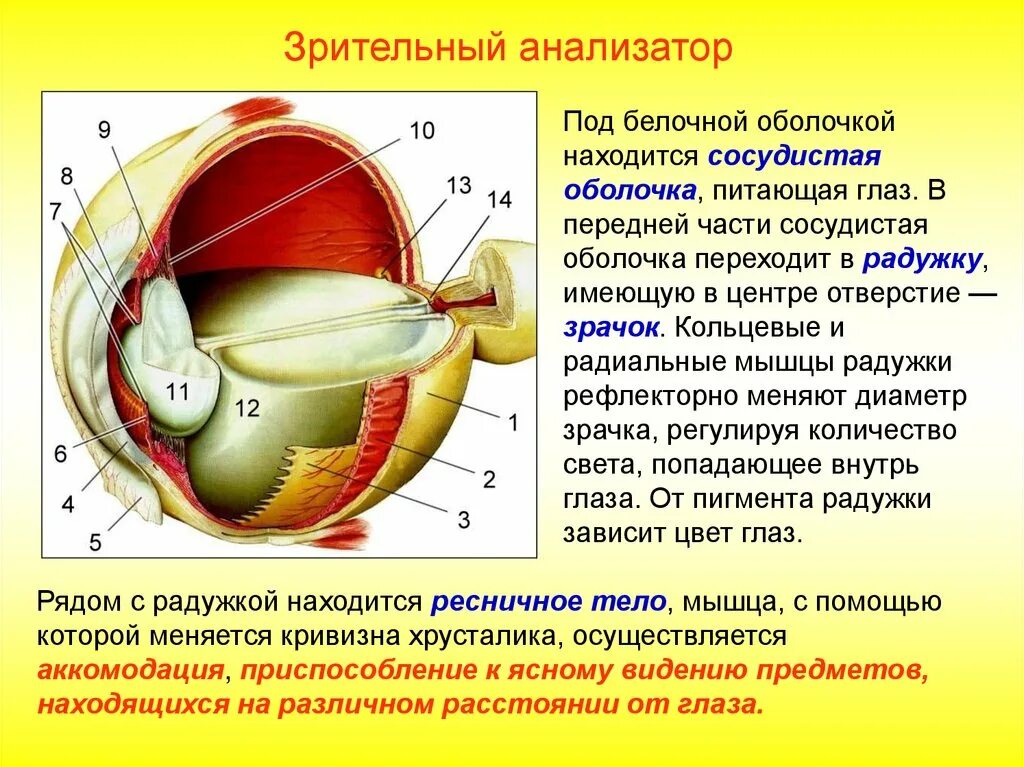 Анатомия зрительных