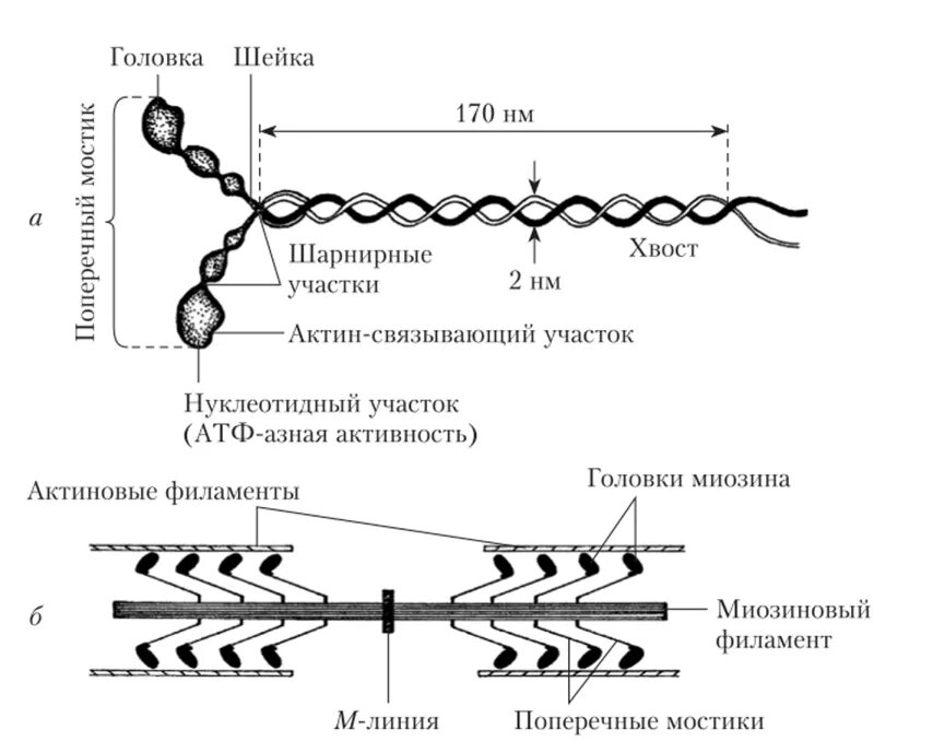 Тонкие нити актина. Строение толстого филамента. Тонкие нити актина. Тропомиозин и тропонин строение. Тонкие нити миофибрилл состоят из.