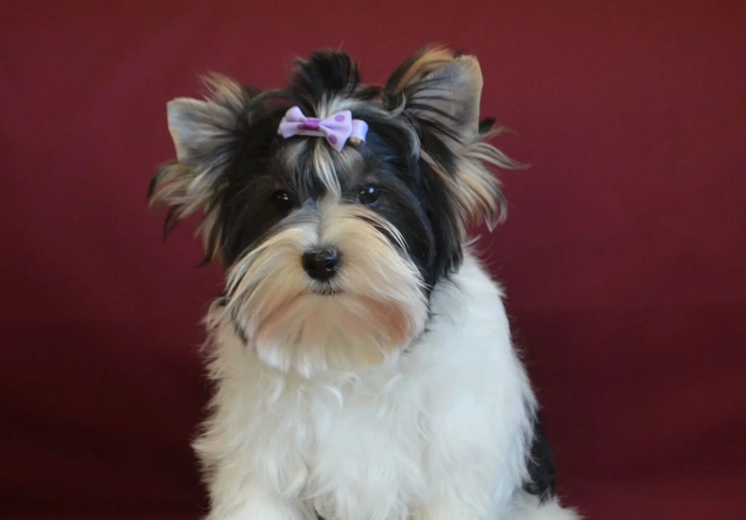 стрижка бивер йорка. стрижки бивера йорка мальчик. груминг бивер йорка. бивер-йоркширский терьер стрижки. стрижка бивер йорка.