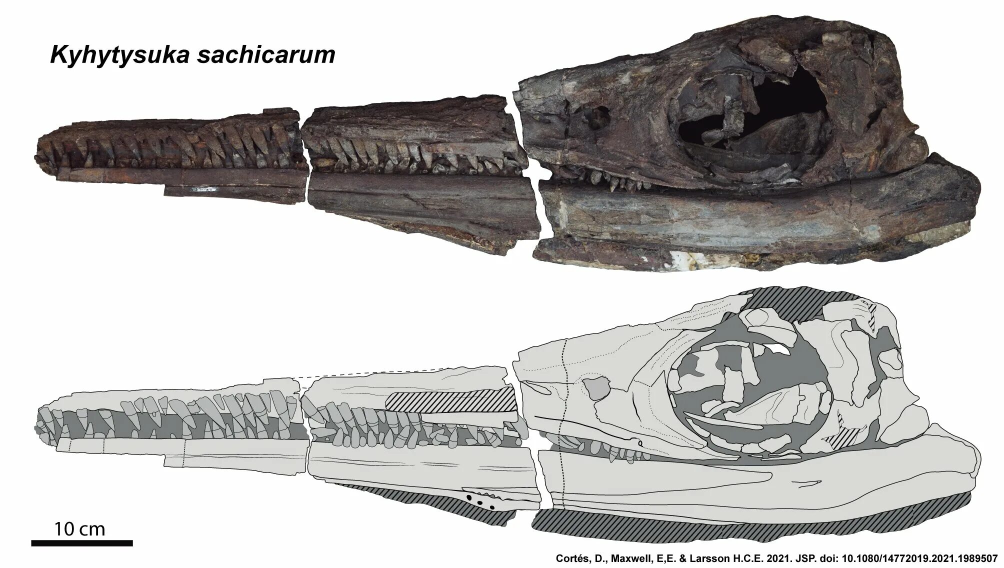 Нашли доисторическую девушку 40 миллионов. Череп ихтиозавра. Скелет ихтиозавра. Ихтиозавр фаланги. Зуб ихтиозавра.