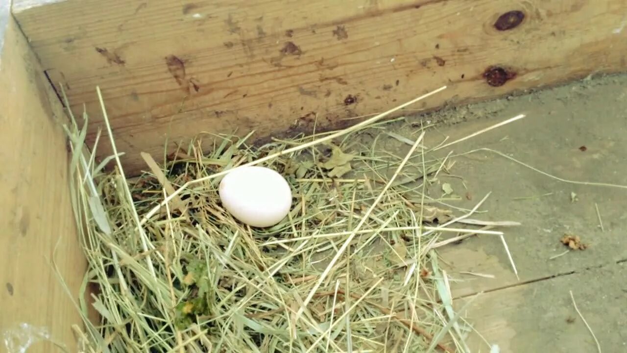 Что сделать чтобы куры не клевали. Гнездо для кур с яйцесборником. Куриные гнёзда для несушек с яичками. Расклёв яиц курами. Гнездо от расклева яиц.