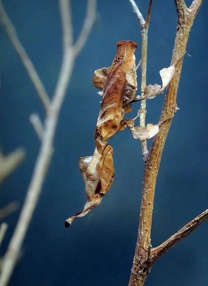 Богомол призрак. Богомол Phyllocrania paradoxa. Оотека богомола призрака. Кокон богомола.