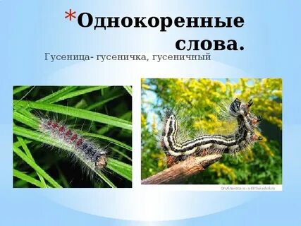 Гусь и гусеница однокоренные слова или нет