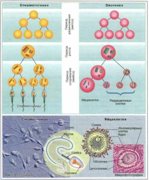 Образование половых клеток гаметогенез схема. Гаметогенез и оплодотворение. Схема сперматогенеза и оплодотворения. Периоды сперматогенеза и овогенеза.