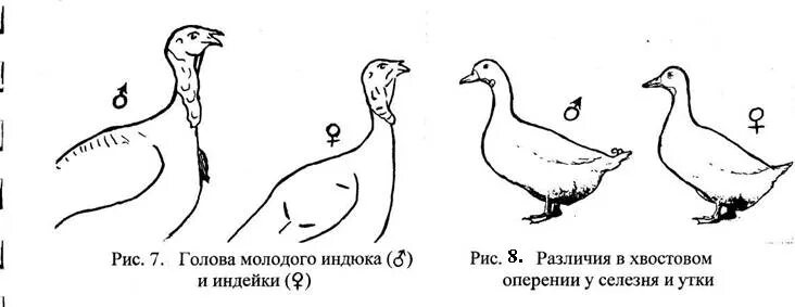 Как отличить молодых. Как отличить самца и самку индюка. Как определить пол индюшат в 2 месяца. Как узнать Возраст индюков. Как различать индюков самца от самки.
