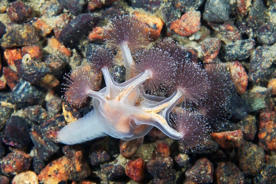 Почему обитатели живущие на дне океана испытывают. Люцернария медуза. Lucernaria quadricornis. Сидячая медуза люцернария. Люцернария (Lucernaria quadricornis).
