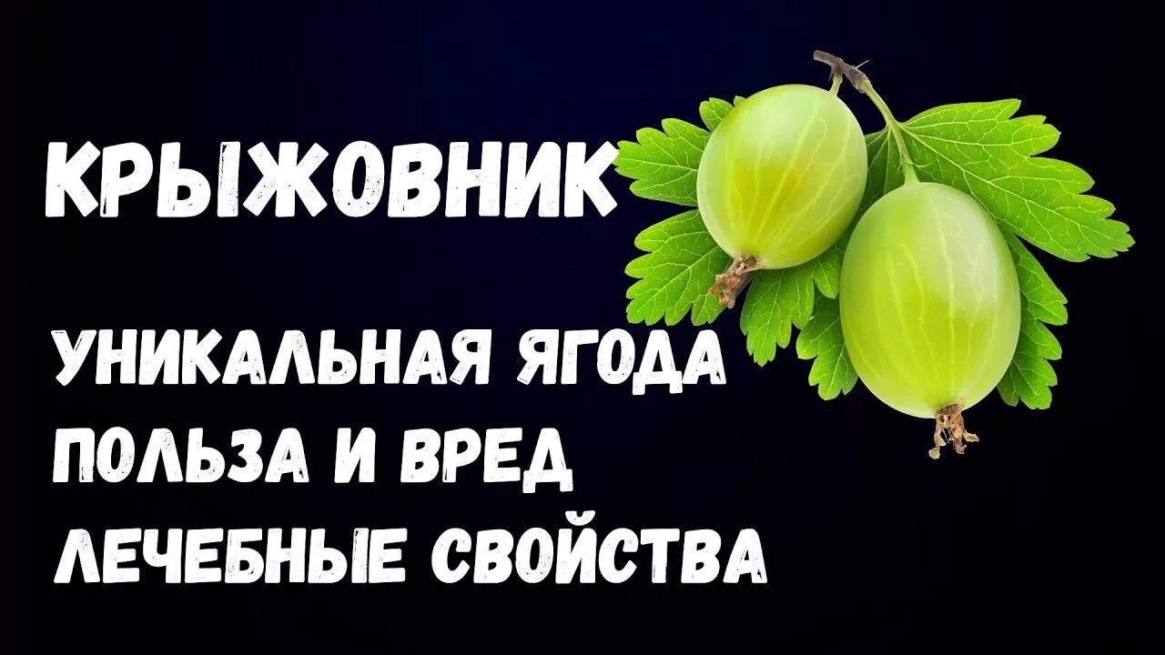 Женщина крыжовник. Полезные свойства крыжовника для организма человека. Крыжовник витамины. Чем полезен крыжовник. Что полезного в крыжовнике.