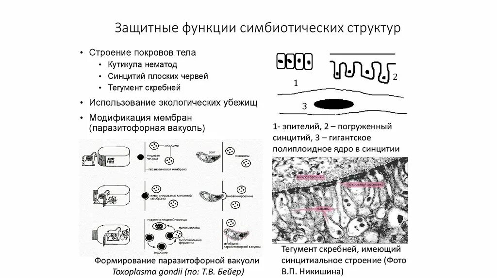 Функции защитной покровы. Синцитиальное строение. синцитиальные организмы. синцитий плоских червей. функции тегумента.