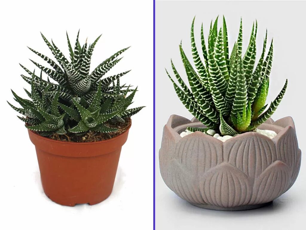 Растения не требующие особого ухода. Растения не требующие особого ухода. Замиокулькас. Растения не требующие особого ухода. Хавортия микс d-10.