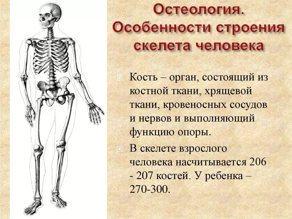 Для скелета не характерна. Скелет человека опорно двигательная система. Особенности строения скелета человека. Строения скилет а человека. Структура кости скелета человека.