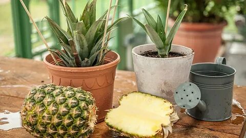 Pěstujte ananas na parapetu: Tento geniální způsob překvapí i zkušené zahradníky. Vyzkoušejte to už dnes!