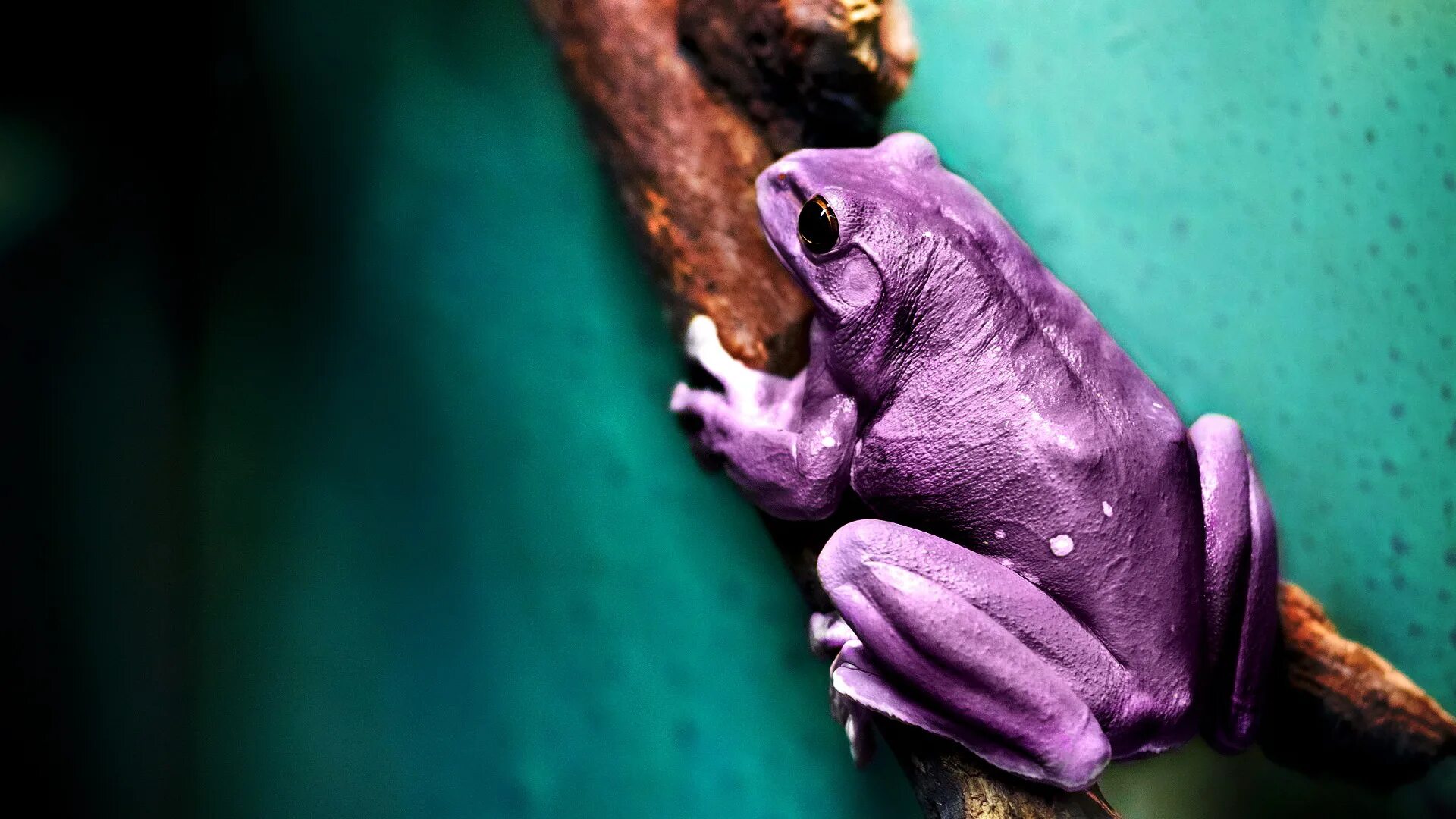 Фиолетовая лягушка. Лягушка древолаз фиолетовая. Лягушка древолаз квакша фиолетовая. Лягушка Арлекин фиолетовая. Лягушка хамелеон.