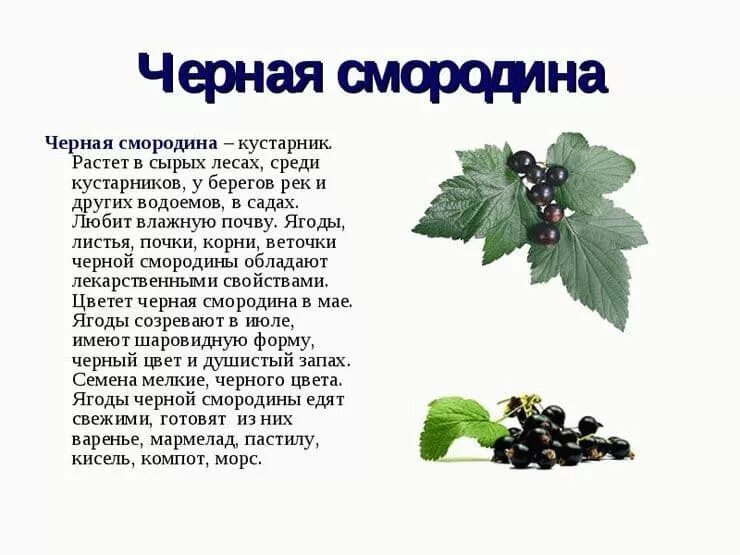 Значение роста в жизни смородины. Рассказ про чёрную смородину. Черная смородина при подагре.