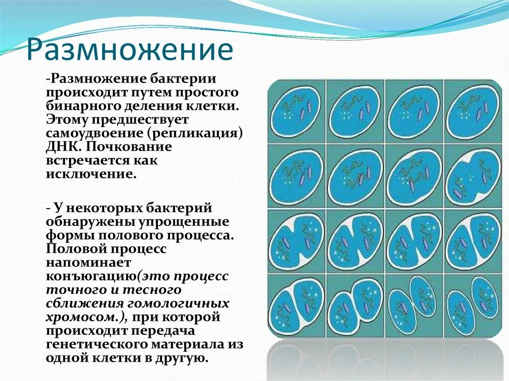 Размножается путем деления. Размножение бактерий. Размножение бактерий происходит. Почкование бактерий. Размножение бактерий происходит путем.