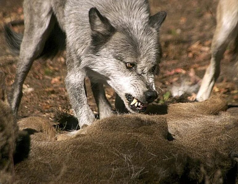 Голодные волки рыщут. Волк живой. Ужасный волк.