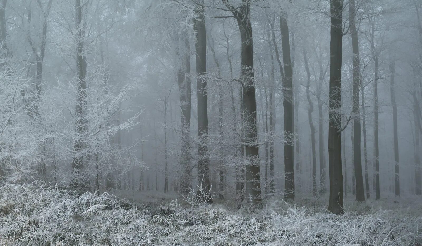 Суровая зима. Зимой в лесу. Зимний лес серый. Зимний пейзаж черно белый. Серый зимний пейзаж.