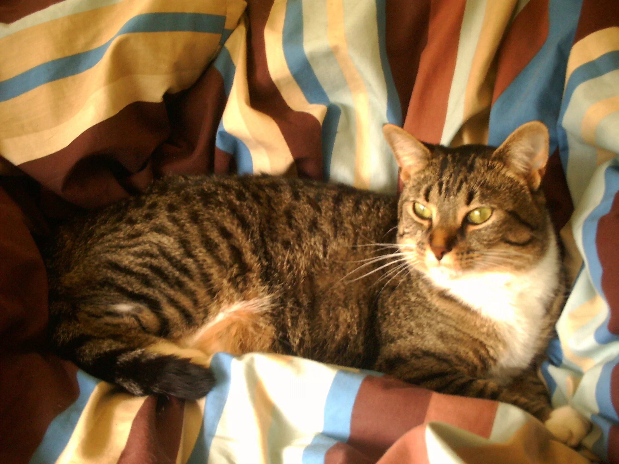 My cats been. кошка is how speed. I am the cat my name is hat i am not fat i like to chat. оскорбительные животные. Home is where my cat is надпись.