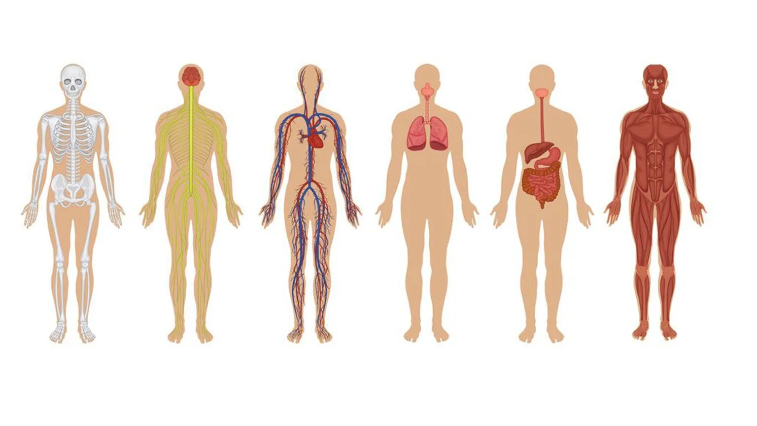 Роль органов человека. Тело человека. Человеческое тело. Человек в системе. Внутренняя система организма.