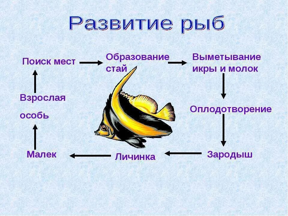 Особенности рыб 3 класс. Наружное оплодотворение у рыб схема. Цикл развития рыбы схема. Цикл развития рыб 7 класс. «Этапы размножения рыб» схема.