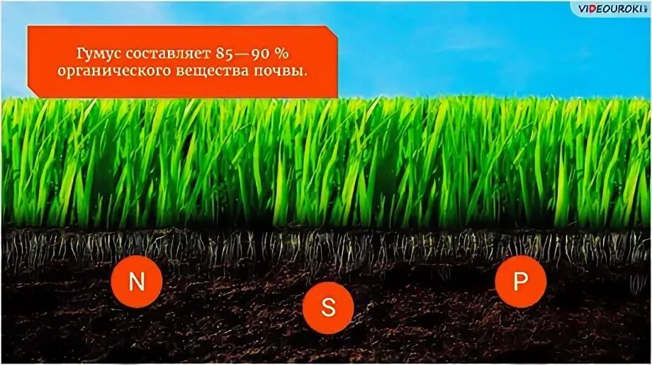 Распространенные почвы