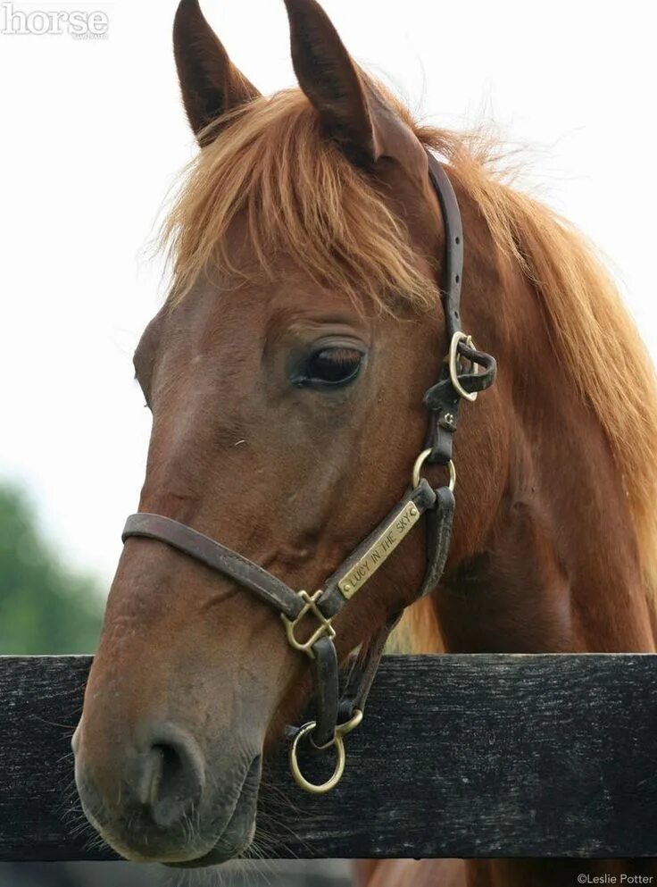 лошади. порода лошадей фрайбергер. девочка на лошади. фотосессия с лошадью в платье. белая лошадь.