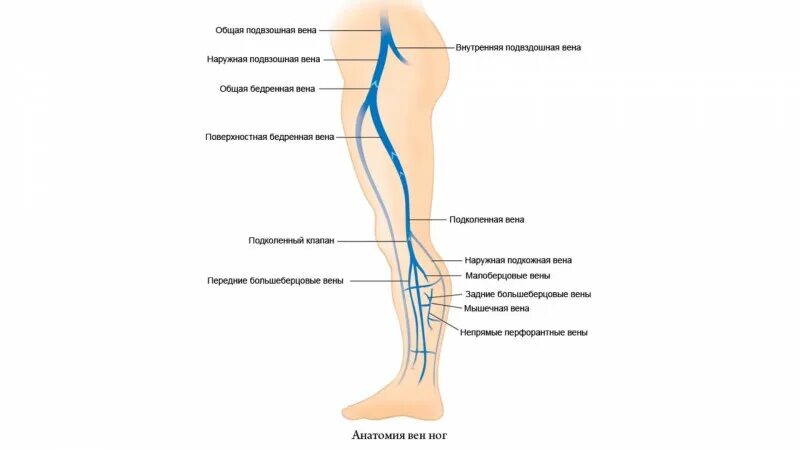 Что значат вены на ногах. Ультразвуковая анатомия вен нижних конечностей. УЗИ анатомия вен нижних конечностей. Схема вен нижних конечностей для УЗИ. Схема вен нижних конечностей в норме для УЗИ.