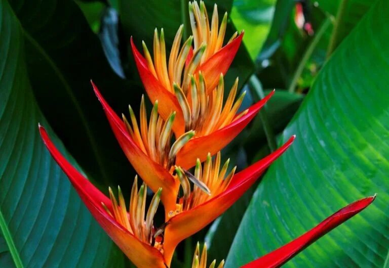 тропические растения примеры. стрелиция heliconia. пассифлора голубая (passiflora caerulea). растения тропических лесов южной америки. тропические растения примеры.