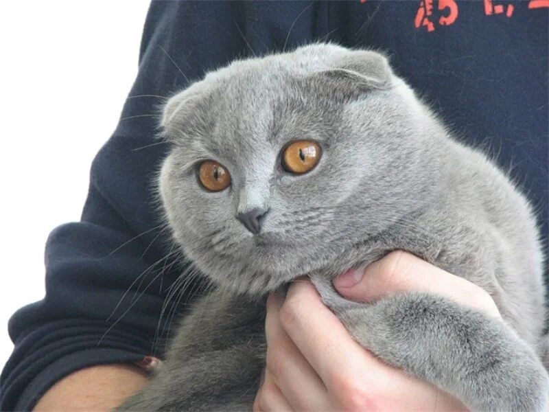 Коты серые девочки. Коты серые девочки