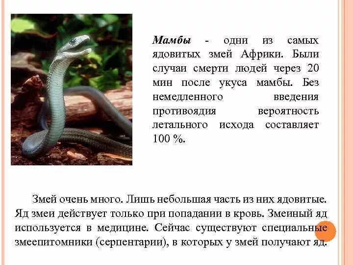 Перечень ядовитых змей. Как называются не ядовитые змеи. самая ядовитая змея от которой нет противоядия. змея мамба сообщение. классификация ядовитых змей.