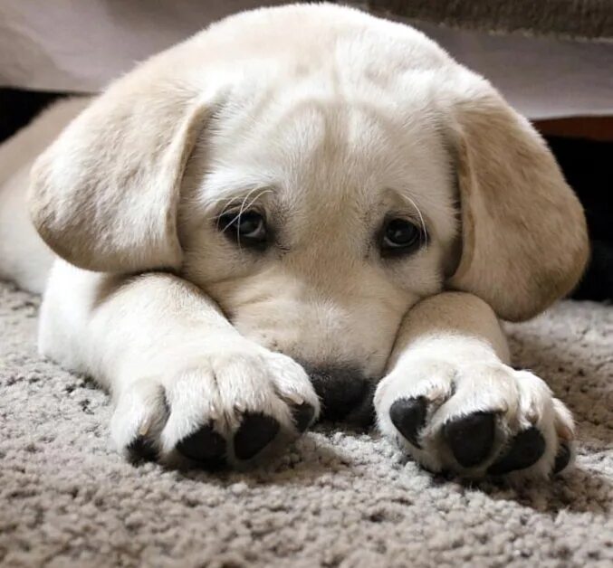 Грустная речь. Грустный текст. Цитаты про грусть. Самый грустный текст. Грустные цитаты.