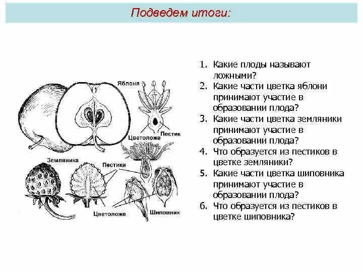 Строение плода яблока. Строение плодов яблони. Плод яблони схема. Строение цветка и плода яблони. Изображенная на рисунке структура участвует