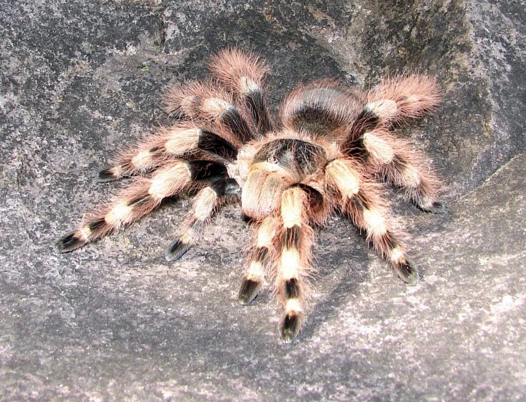 Тарантул и птицеед отличия. Nhandu coloratovillosus. паук птицеед nhandu coloratovillosus. птицеед нанду. птицеед нанду колоратовилосус.