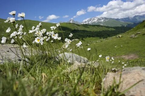 Альпийские луга где