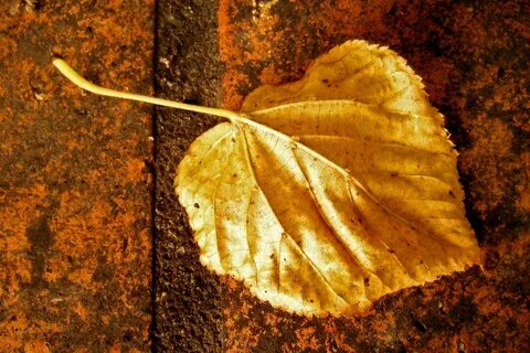 Feuille morte