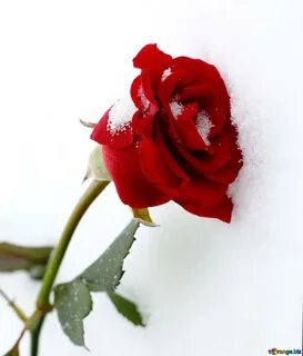 Алые розы на снегу