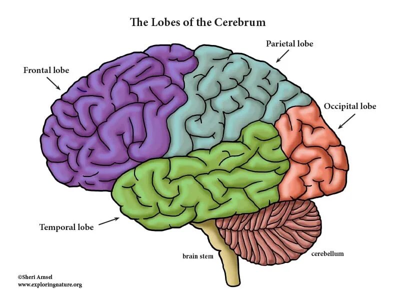 Physical structure of the Human Brain. Lobes of the Brain. Головной мозг плакат.