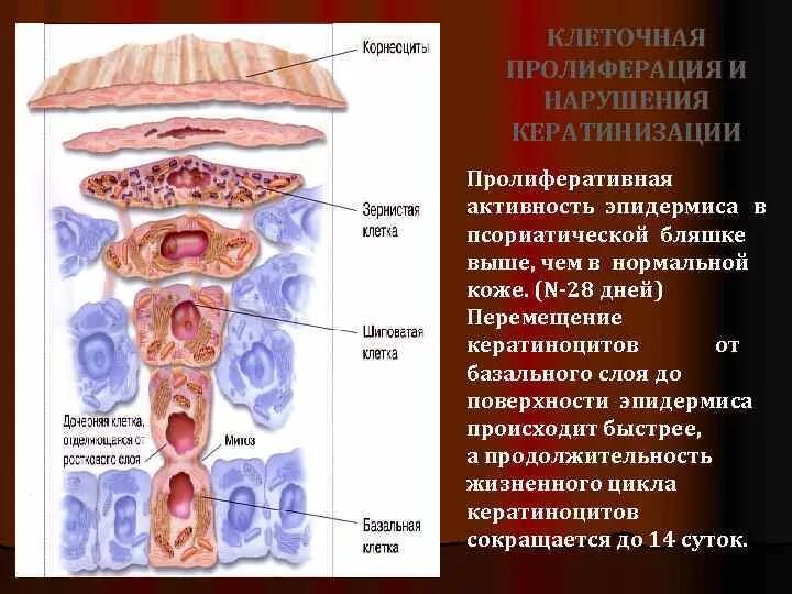 Кератиноциты базального слоя. Кератиноциты базального слоя