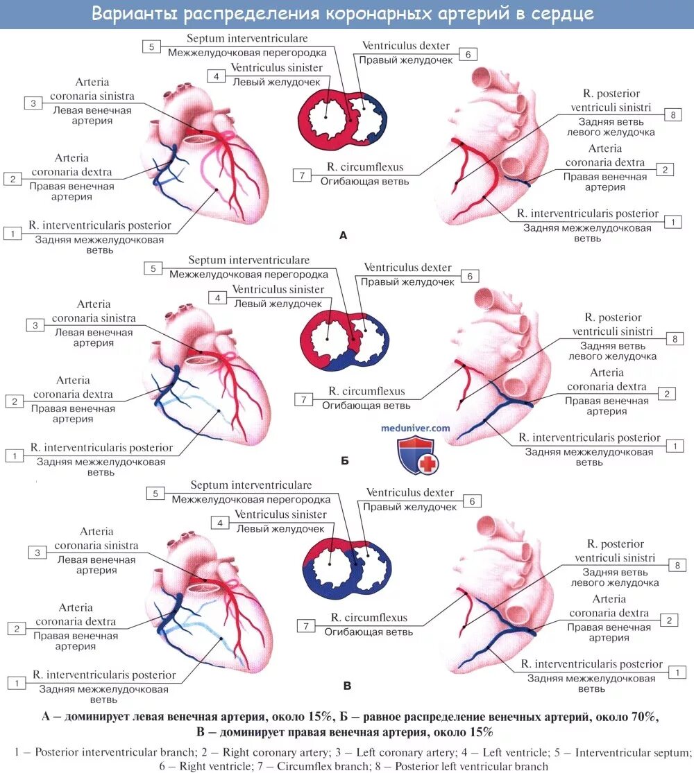 Типы кровоснабжения сердца анатомия. Типы кровоснабжения миокарда. Правый Тип кровоснабжения миокарда левого желудочка. Сбалансированный Тип кровоснабжения миокарда.