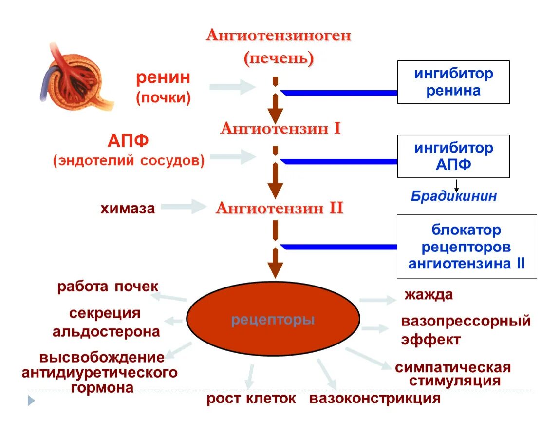 Превращение ангиотензина i в ангиотензин II. Ангиотензин 1 превращается в ангиотензин 2. Схема превращения ангиотензина 2. Ренин-ангиотензиновая система схема.