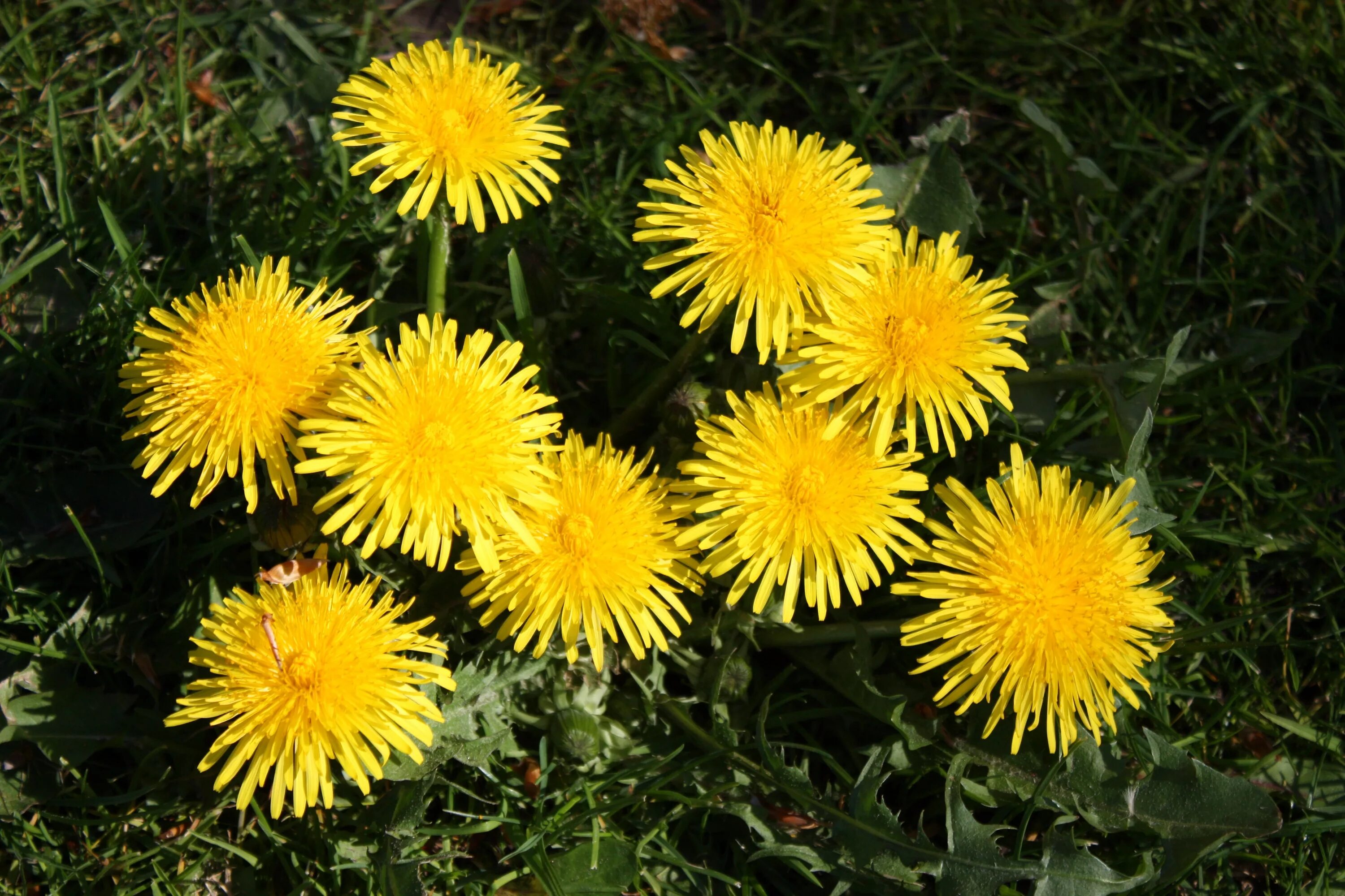 Цветы одуванчика весной