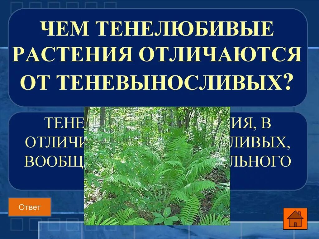 Распределите по группам характеристики светолюбивых тенелюбивых растений. Теневыносливые растения. Темно любивые растения. Тенелюбивые и теневыносливые растения. Тенелюбивые растения Дикие.