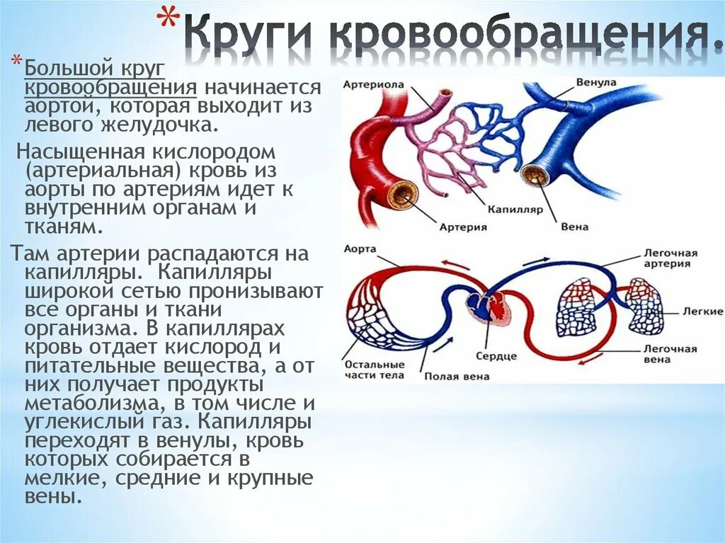 В легкие млекопитающих поступает кровь