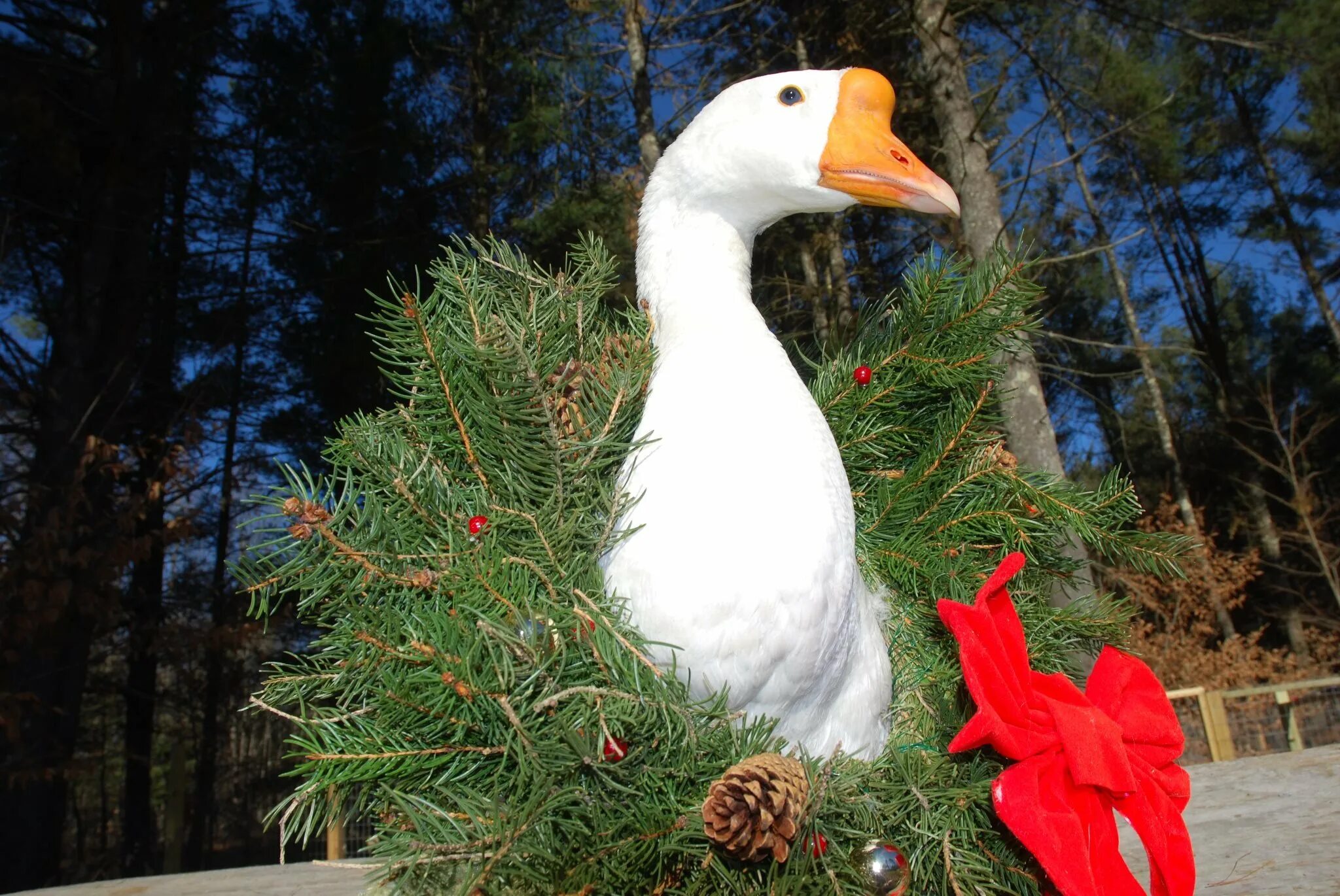 Гусь на рождество. Гусь в шапке. Новогодний гусь живой. Утка дед мороз. Гусь в новогоднем колпаке.