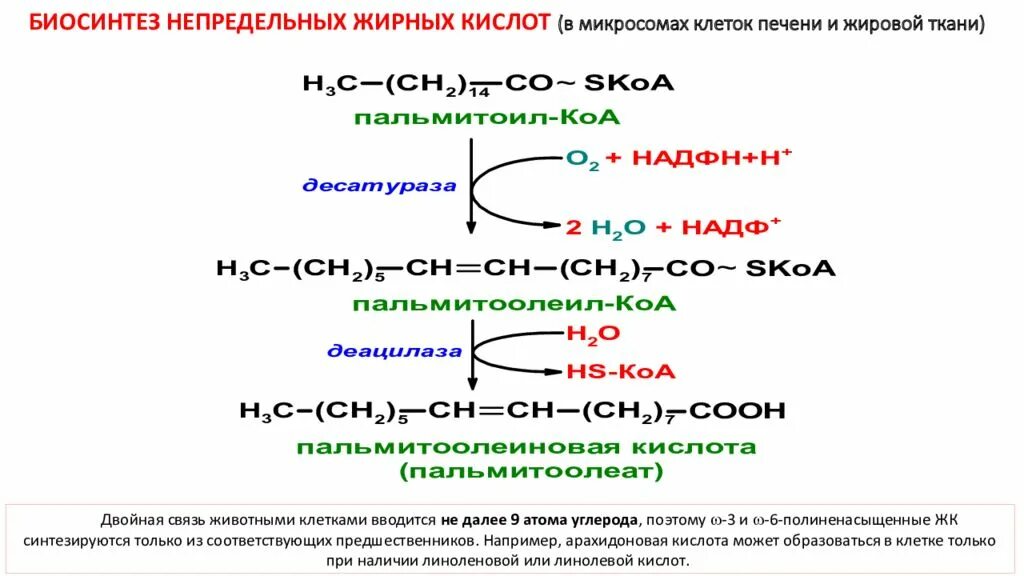 Жирные кислоты в печени. Биосинтез непредельных жирных кислот. Биосинтез жирных кислот de novo. Синтез жирных кислот биохимия схема. Синтез высших жирных кислот из ацетил КОА.