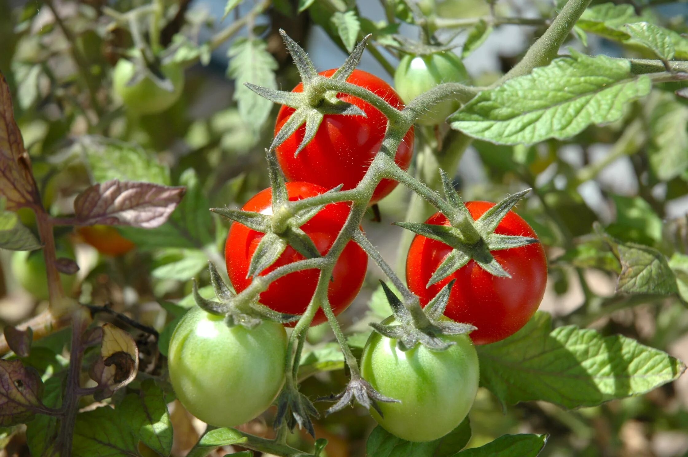 Можно ли в год помидоры. Томат Пасленовые. Штамбовые томаты. Томат семейство Пасленовые. Томат растение.