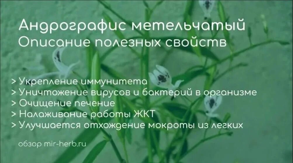 Андрографис метельчатый инструкция по применению. Андрографис метельчатый. трава андрографис метельчатый. экстракт андрографиса метельчатого. андрографис паникулата.