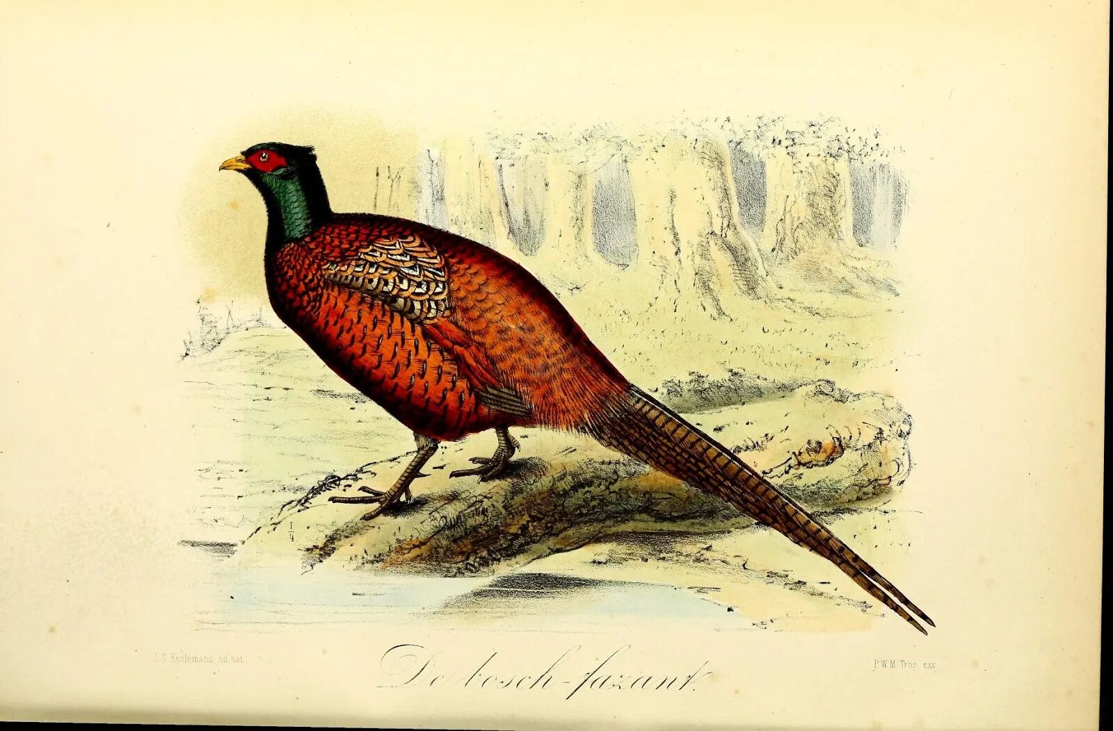 Птица история. Phasianus colchicus zerafshanicus Tarn. Phasianus turcestanticus. Phasianus colchicus monograph illustration. Марка 20h Ceskoslovenska Phasianus colchicus.